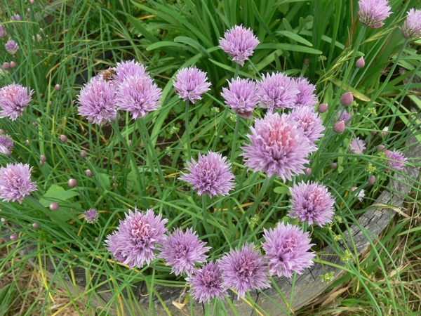 2011-11-chives-flowering