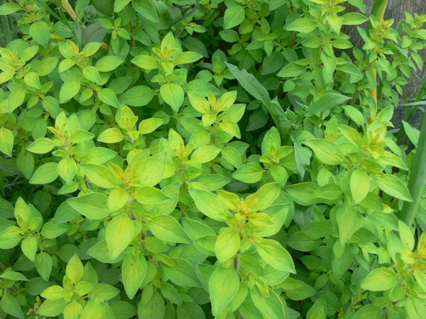 2011-11-golden-marjoram