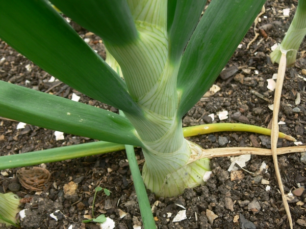 2011-11-onion