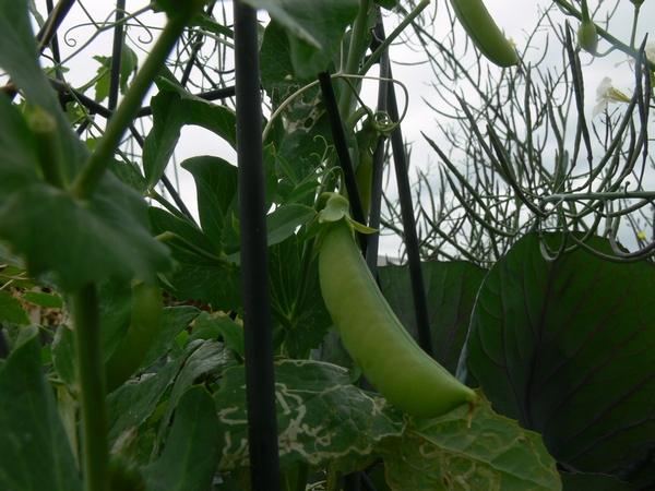 2011-11-peas