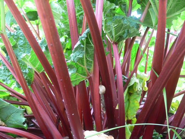 2011-11-rhubarb-stems