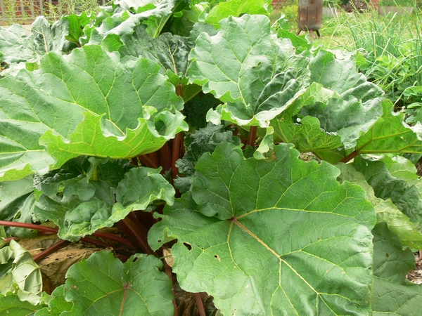 2011-11-rhubarb