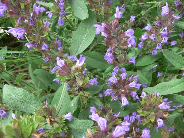 2011-11-sage