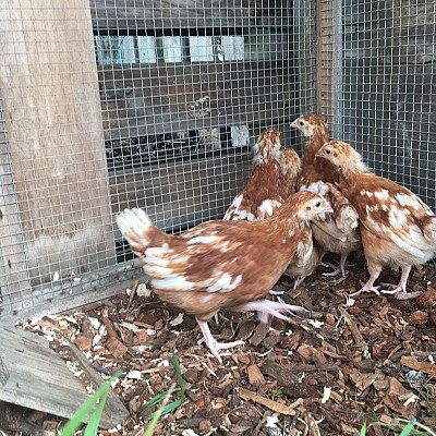 20190615_chicks 1