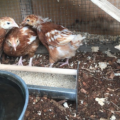 20190615_chicks 2