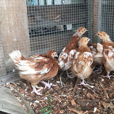 20190615_chicks 3